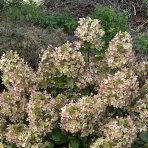 Hortenzia metlinatá (Hydrangea paniculata) ´PASTEL GREEN´® - výška 20-40 cm, kont. C2L